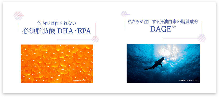 体内では作られない 必須脂肪酸 DHA・EPA / 私たちが注目する肝油由来の脂質成分 DAGE
