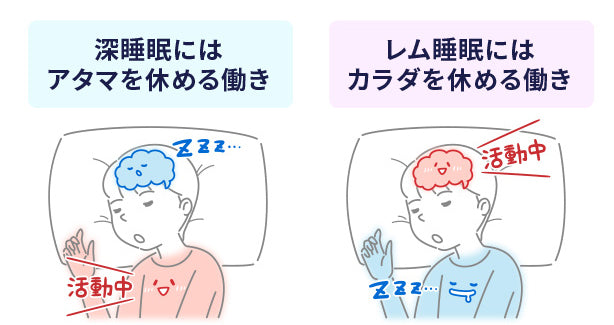 深睡眠とレム睡眠の働き