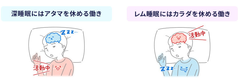 深睡眠とレム睡眠の働き